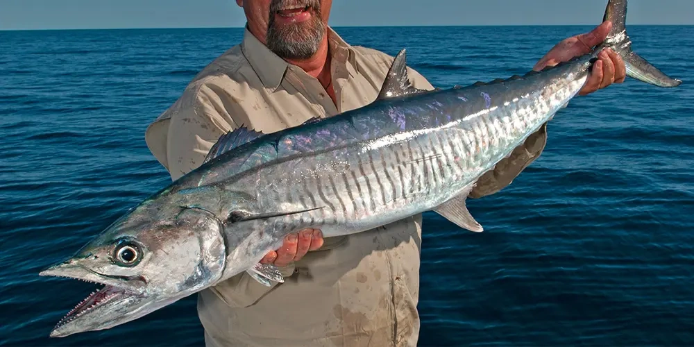 توقف دو ماهه صید ماهی شیر از ۲۵ مرداد؛ گامی راهبردی برای حفاظت از ذخایر شیلاتی