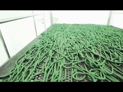 تولید 6100 کیلوگرم خمیر جلبک اسپیرولینا در فارس