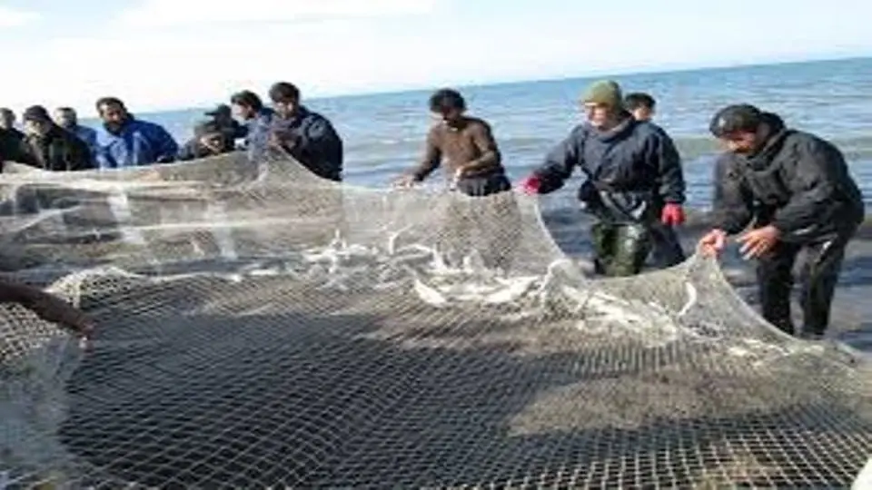 جهش ۱۴ میلیون دلاری شیلات مازندران؛ از زنگ خطر کاهش ذخایر تا صدرنشینی در آبزی پروری