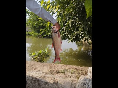 خودکفایی از دل چشمه، پرورش ماهی در حیاط خانه روستایی در هلیلان استان ایلام