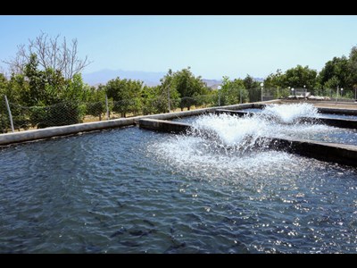 رهاسازی 1.5 میلیون قطعه بچه ماهی گرمابی در منابع آبی منطقه سیستان