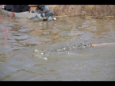 رهاسازی ۴۲۰ هزار قطعه بچه‌ماهی در تالاب بین‌المللی شادگان