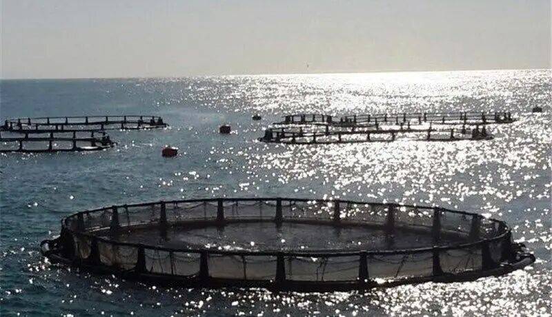 سرمایه گذاری ۱۰۰۰ میلیاردی در شیلات گیلان؛ بخش خصوصی به میدان آمد