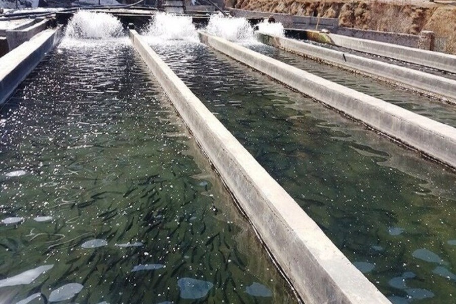 سرمایه‌گذاری ۵۰ همتی در راه شیلات؛ بخش خصوصی سکان اقتصاد دریا محور را به دست گرفت