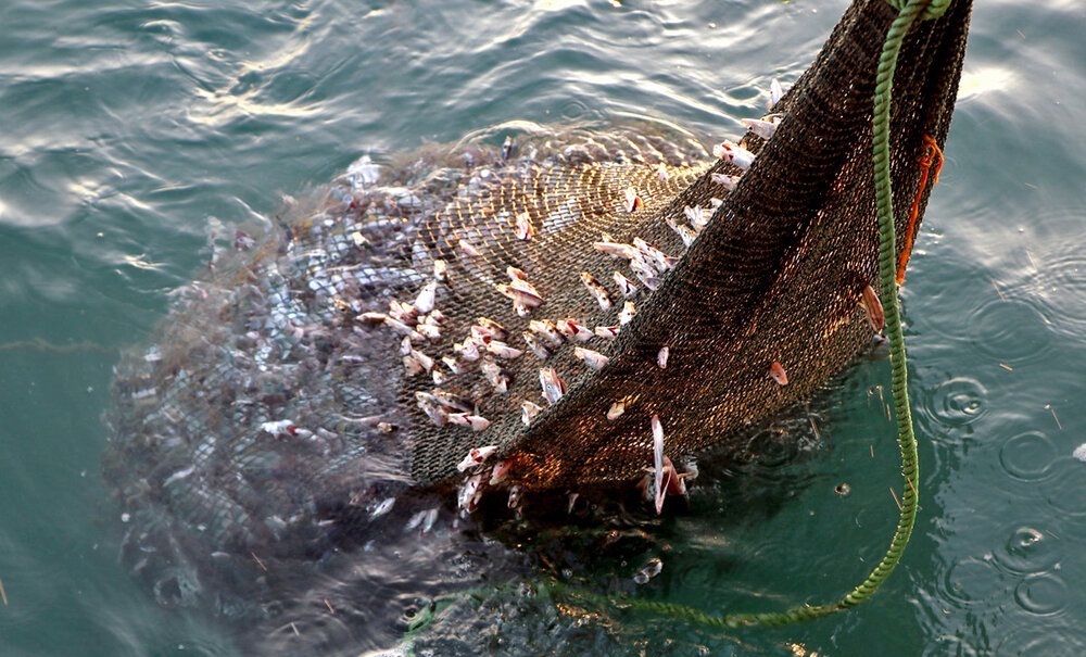 صنایع در کنار صیادان ماهشهر؛ ۱۸ میلیارد تومان برای احیای ذخایر دریایی هزینه می‌شود