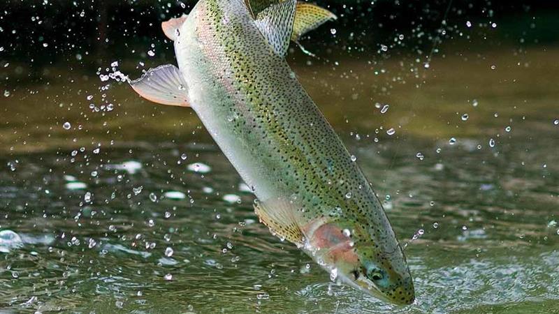 قفل توسعه شیلات نیر پس از ۲۲ سال شکست؛ اردبیل در مسیر تبدیل شدن به قطب جدید آبزی‌ پروری