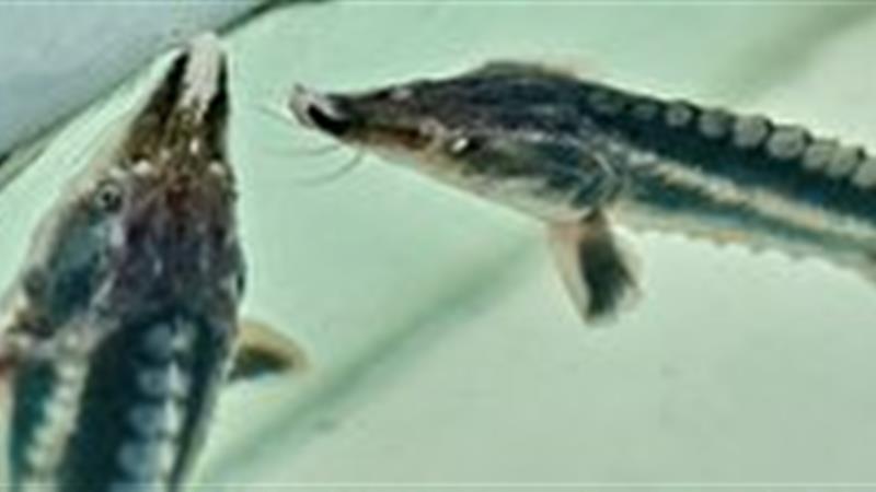 مروارید سیاه به قلب کویر رسید؛ خراسان جنوبی به جمع پرورش دهندگان خاویار پیوست