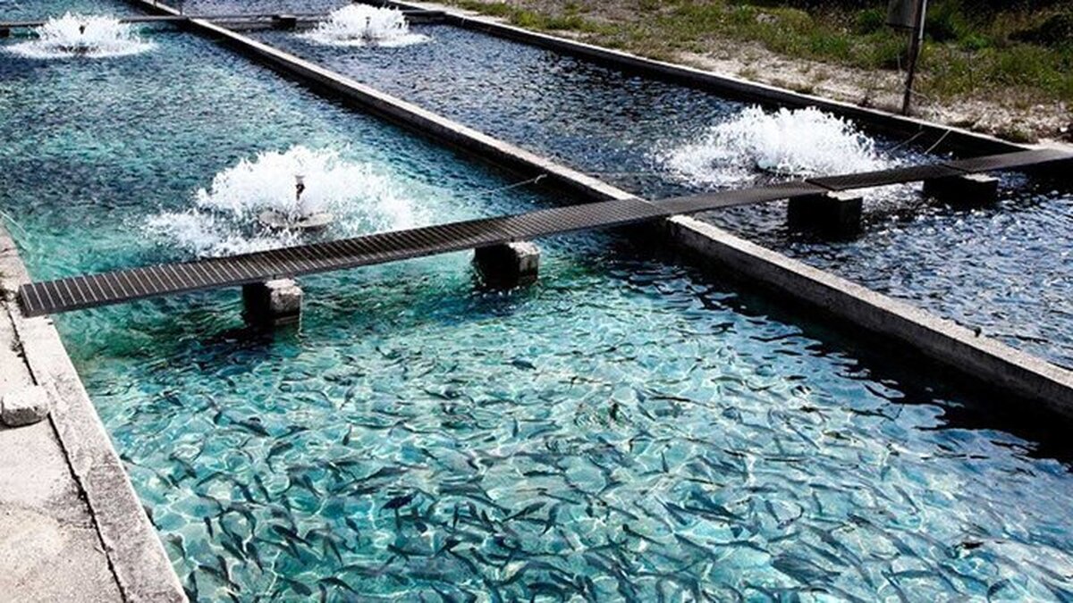 همکاری استراتژیک شیلات ایران و فائو؛ دانش فنی جهانی در مسیر توسعه اقتصاد دریا محور