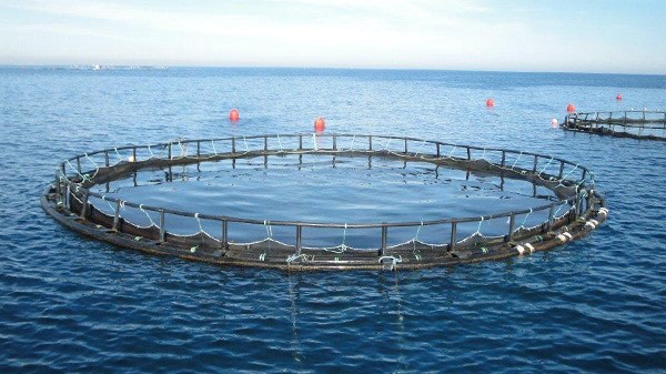 پرورش ماهی در قفس بوشهر از مرز ۱۶ هزار تن عبور می‌کند؛ قفل تولید با تامین بچه ماهی باز شد