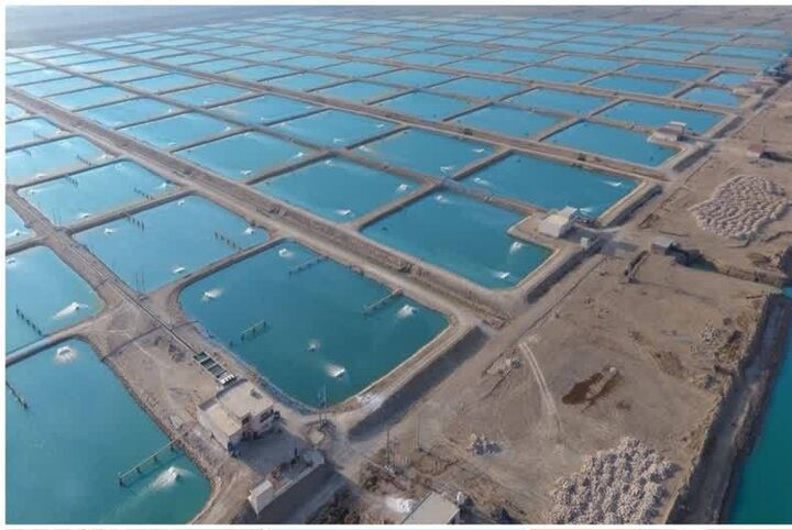 برق پایدار به بزرگترین شهرک شیلاتی کشور رسید، جهش تولید میگو در گناوه کلید خورد