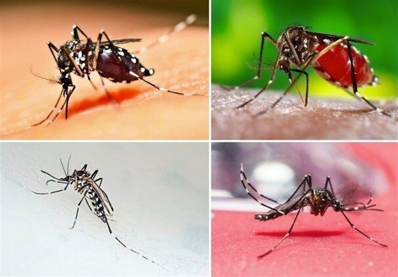 تشکیل کمیته ویژه مقابله با پشه آئدس در کیش؛ بسیج تمام دستگاه‌ها برای حفظ سلامت جزیره