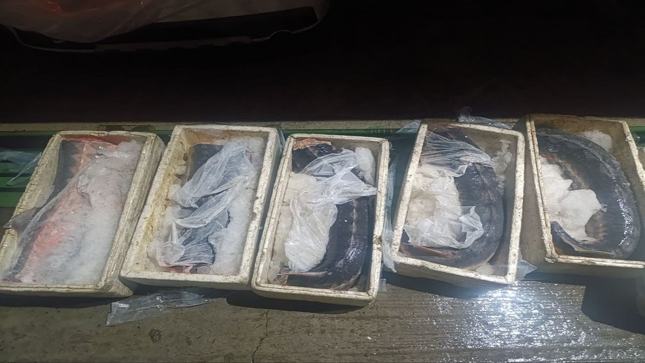 توقیف محموله ۱ میلیاردی ماهی خاویاری، شبیخون به قاچاقچیان در گیلان