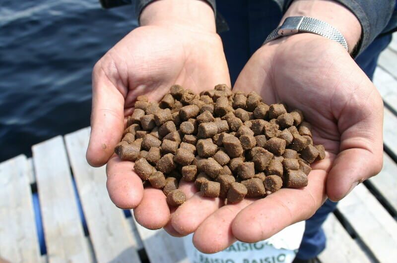 جهش ۶۵ درصدی صادرات شیلات گیلان، ۲۹ میلیون دلار ارزآوری برای کشور