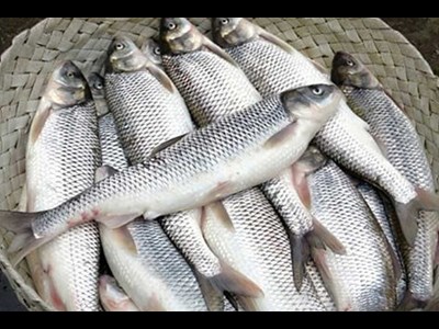 ستاره بومی دریای خزر در مسیر توسعه آبزی‌پروری