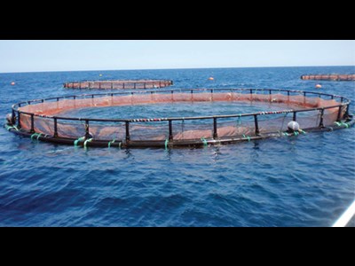 سهم 26.9 درصدی استان هرمزگان از کل تولید شیلاتی کشور