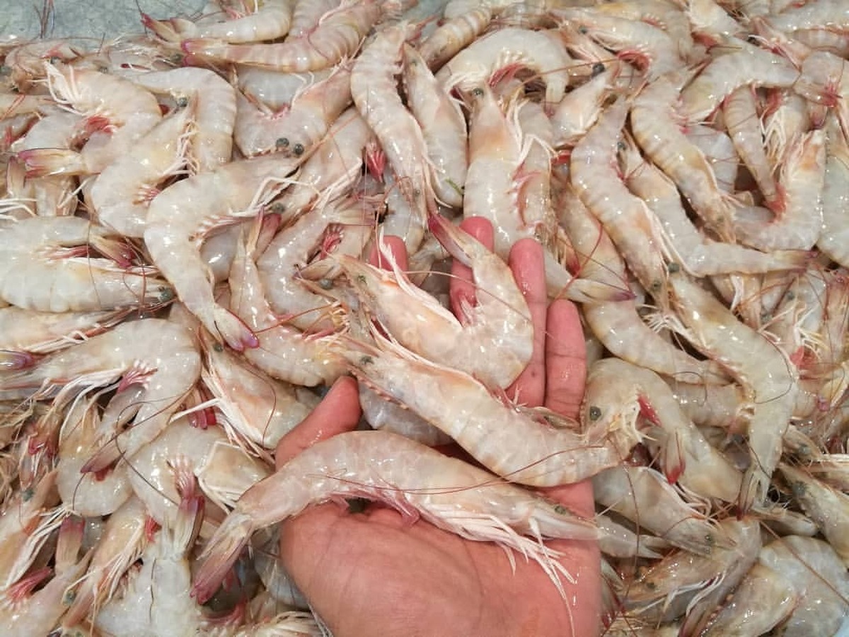 صید میگو در بوشهر از پیش بینی‌ها فراتر رفت: ۱۸۰۰ تن در یک ماه