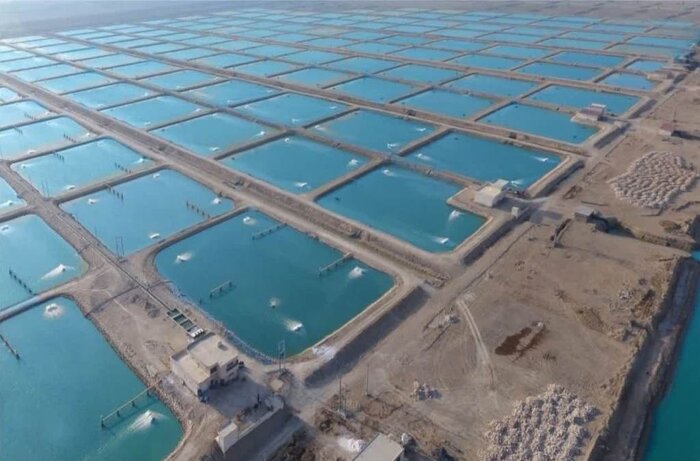 فرمان وزیر نیرو برای برق رسانی به رودشور؛ قفل تولید ۲۰ هزار تن میگو باز می شود