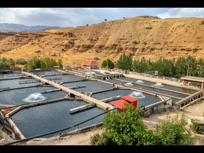 فیروزکوه قطب تولید ماهیان سردآبی در استان تهران