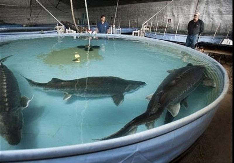 پای خاویار به بوشهر باز شد؛ گامی بلند برای ورود به بازار جهانی