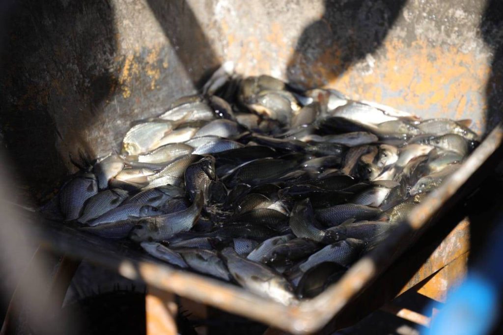 رهاسازی ۵۰ هزار قطعه ماهی کپور در دریاچه شهدای خلیج‌فارس با هدف احیای زیست‌بوم و توسعه گردشگری