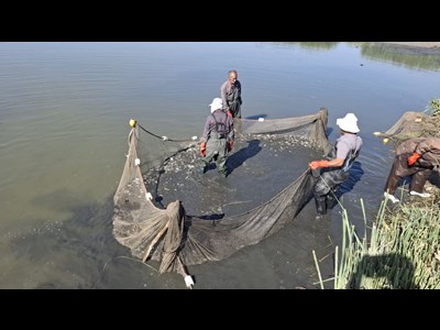 آغاز رهاسازی بچه‌ماهیان گرمابی در منابع آبی استان آذربایجان‌غربی