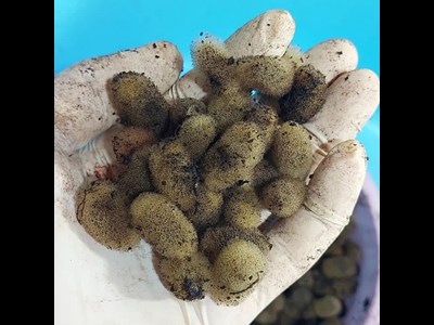 تولید ۲۰ هزار پیله زالو برای اولین بار در اردبیل