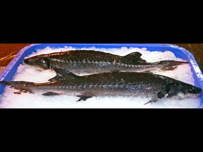 تولید ۷۳ تن گوشت و ۹۰ کیلو خاویار