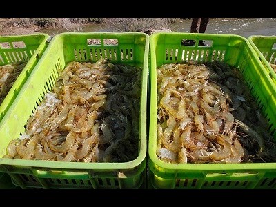 سطح زیرکشت میگو در خوزستان به بیش از هزار هکتار رسید