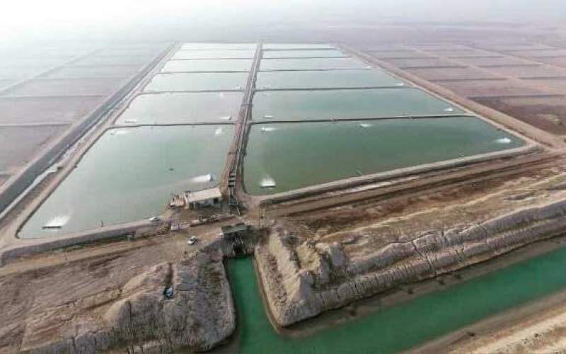 سیستان و بلوچستان پایتخت جدید میگوی ایران، ظرفیتی برای دو برابر کردن تولید کل کشور