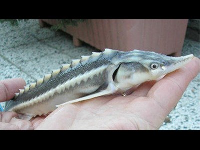 صادرات فیل‌ماهی خاویاری از رودان به روسیه آغاز شد