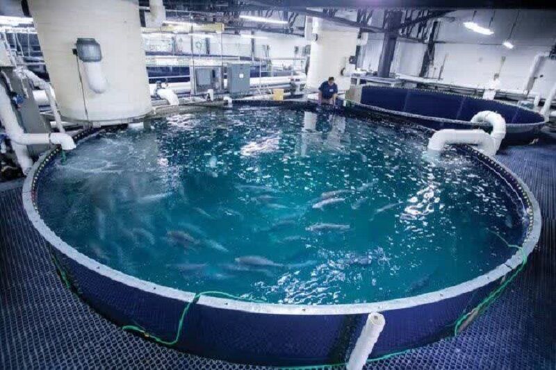 فناوری نانو حباب در کرمانشاه، پایان کابوس قطعی برق برای مزارع ماهی