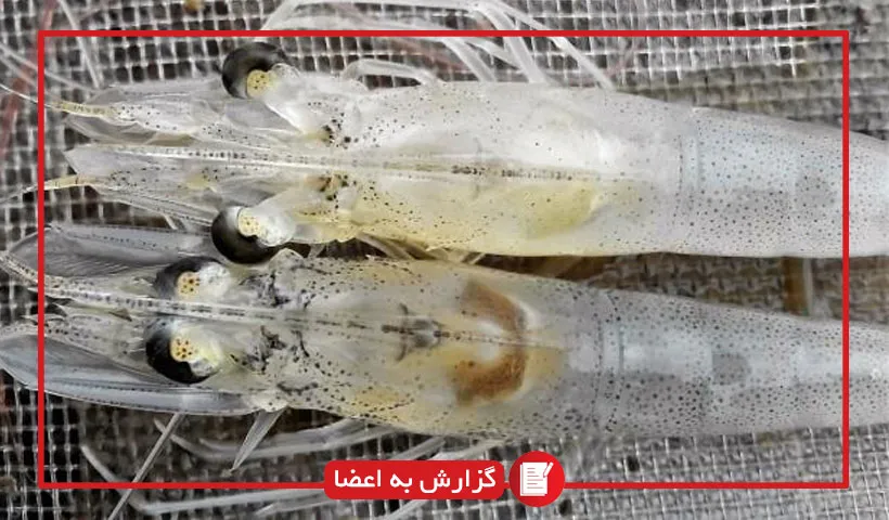 اطلاع رسانی به اعضا: برنامه اقدام به روز شده مدیریت رخداد بیماری نکروز عفونی حاد هپاتوپانکراس (AHPND) در مزارع پرورش میگو