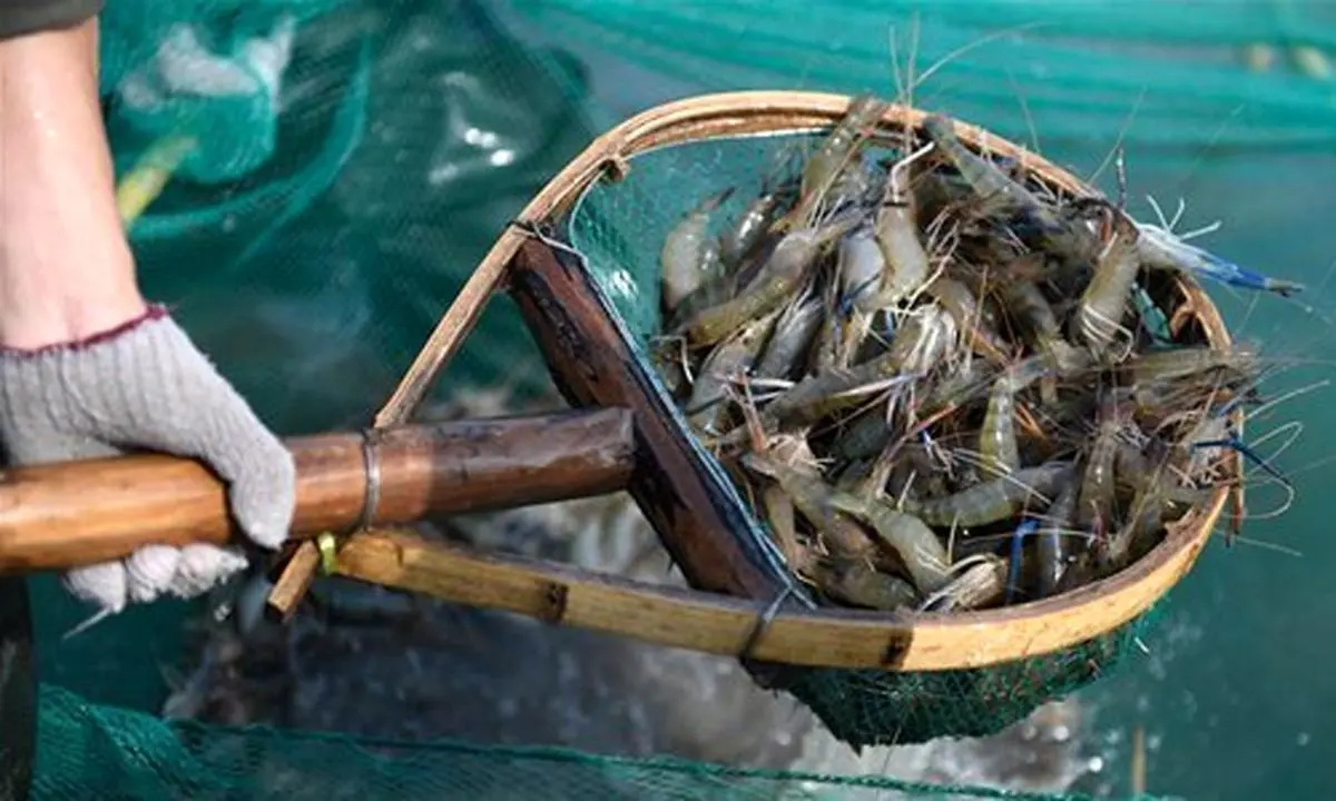 افزایش ۱۶ درصدی تولید میگوی گلستان