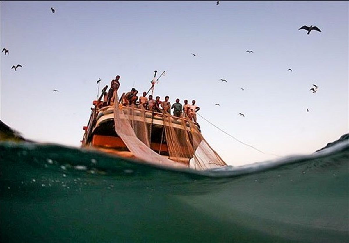 تمدید صید میگوی خلیج فارس در هرمزگان تا پایان هفته