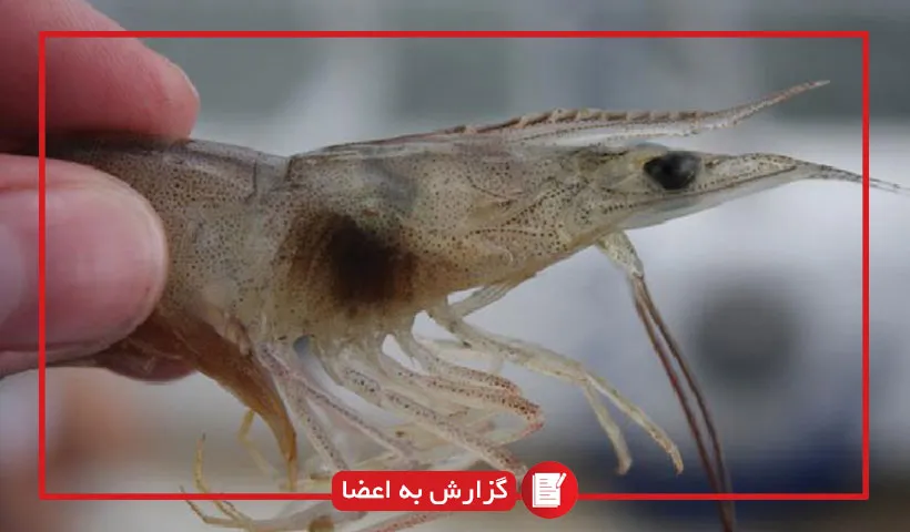 گزارش به اعضا: صورتجلسه دومین جلسه کمیته ملی و تخصصی بیماری های میگو