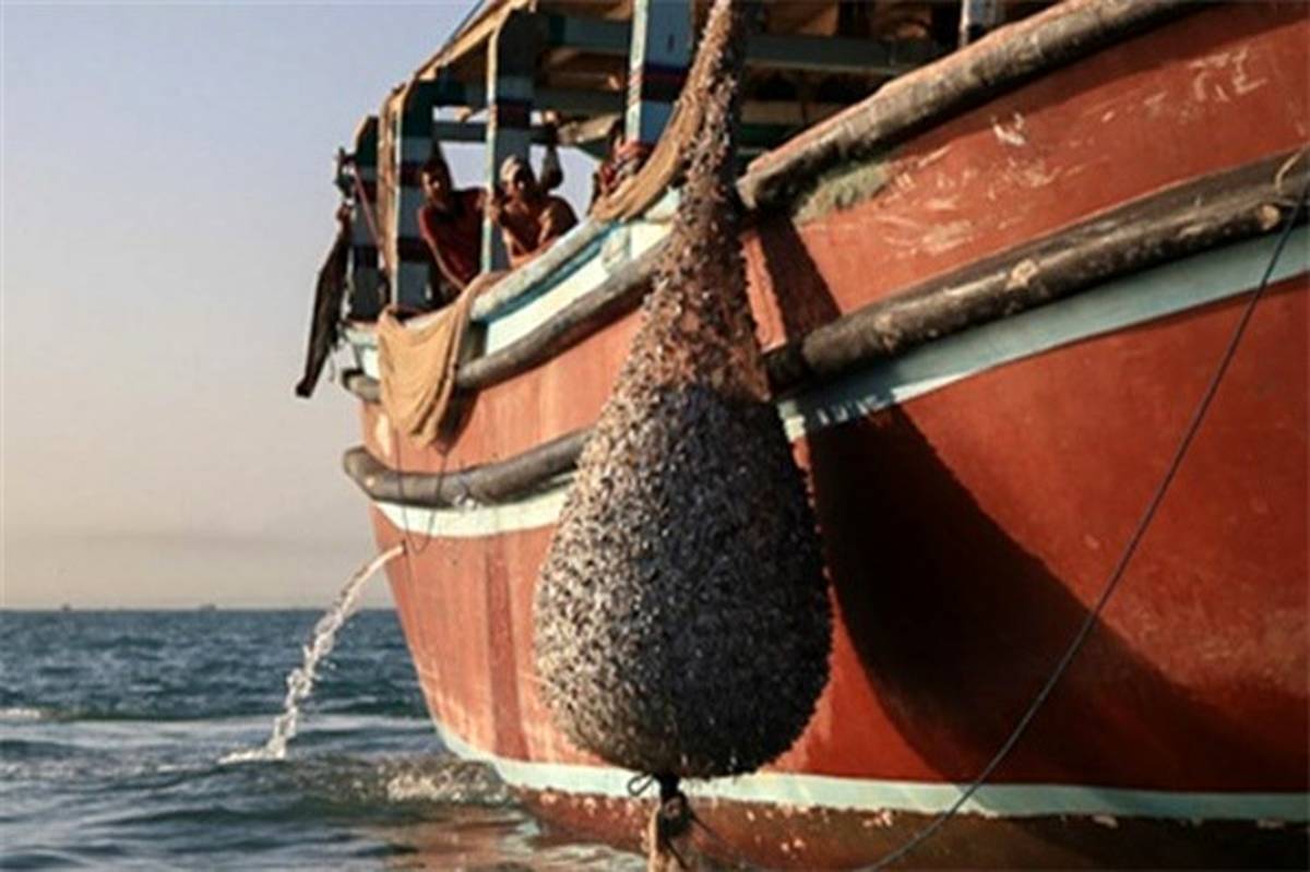 توقیف ۱۷ شناور متخلف صید غیرمجاز آبزیان در آب‌های ساحلی تنگستان