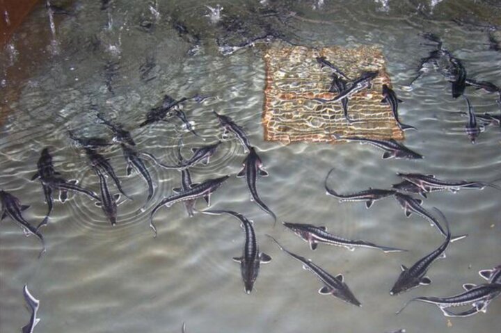 صادرات خاویار بابلسر به ۳۲ کشور جهان