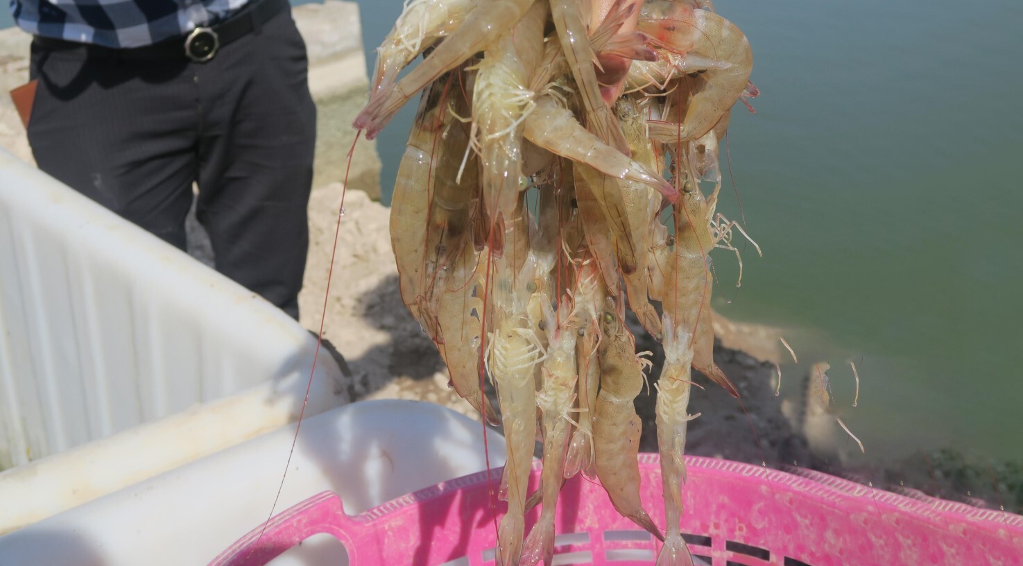 تولید میگوی پرورشی کشور به ۴۳ هزار و ۵۹۰ تن رسید