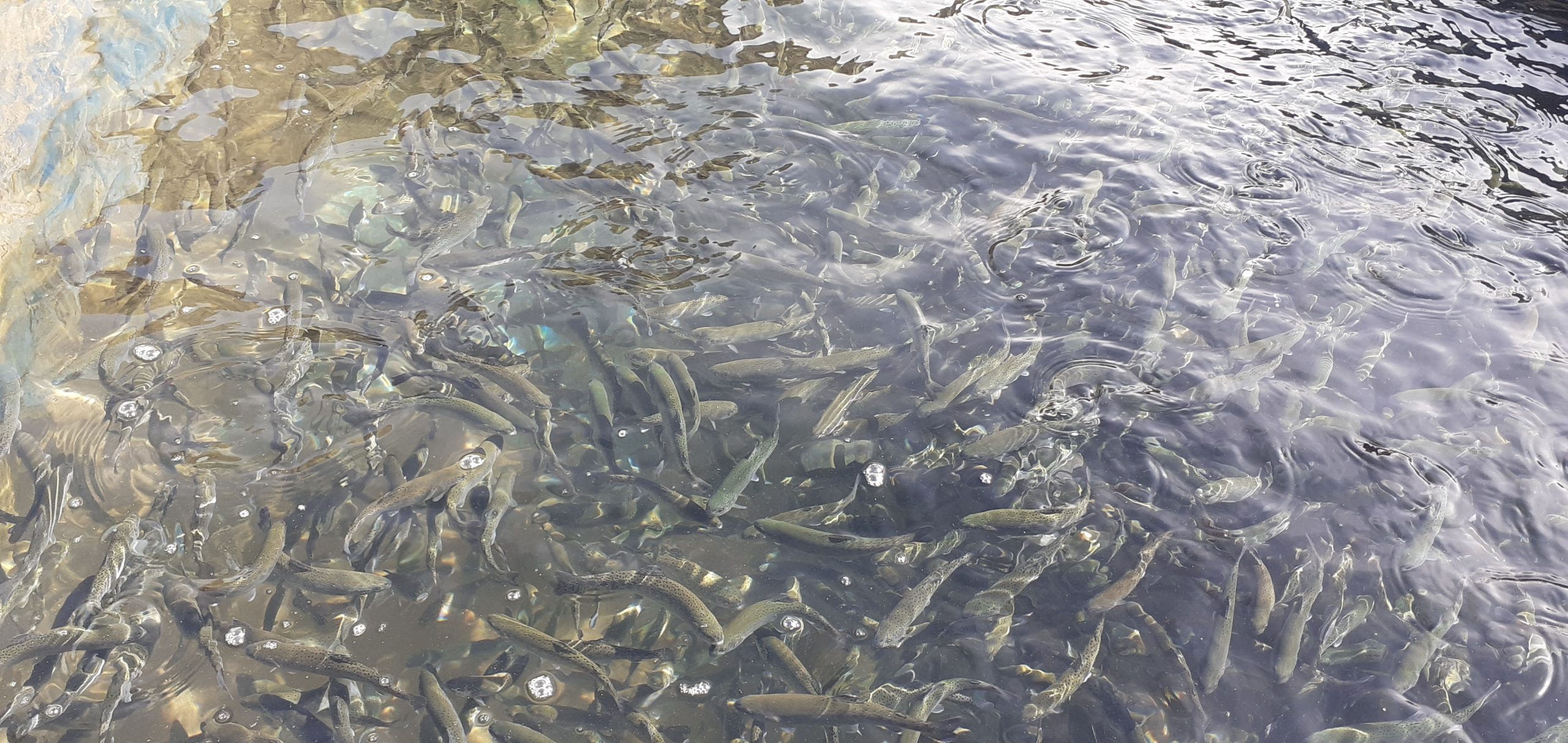 موفقيت خراسان رضوي در توليد انبوه قزل‌آلاي تمام ماده