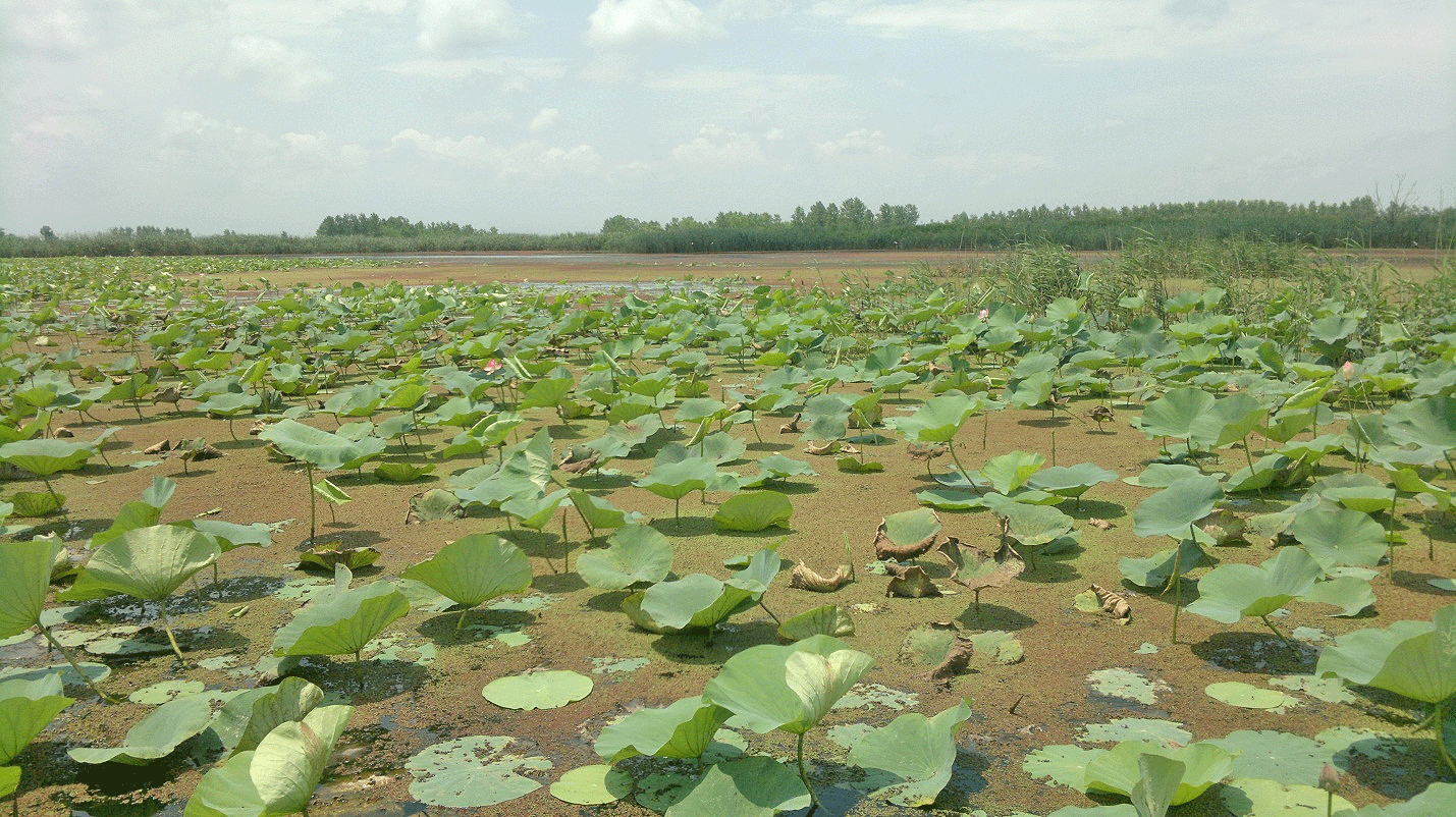 پایش هوشمند حفاظت از تالاب‌ها و سواحل کشور آغاز شد
