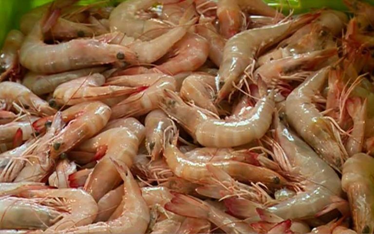 رشد ۷۱ درصدی تولید میگو در مزارع پرورشی بوشهر