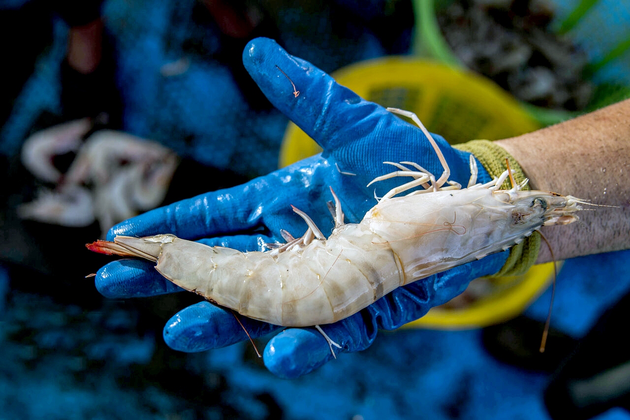 کلینیک شیلات قشم؛ عامل رونق تولید دریامحور