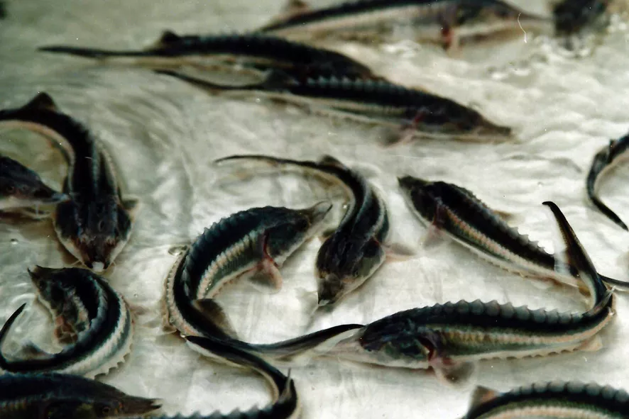 آغاز پرورش ماهي خاوياري در پهنه آبي گلستان