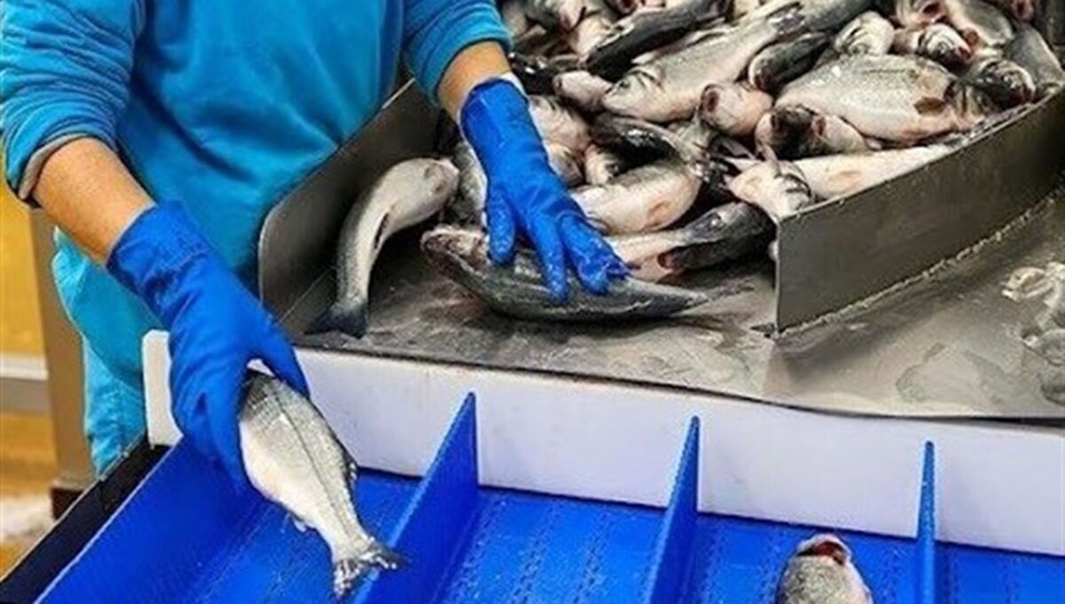 افتتاح ۶ مرکز تکثیر بچه ماهی تا پایان سال