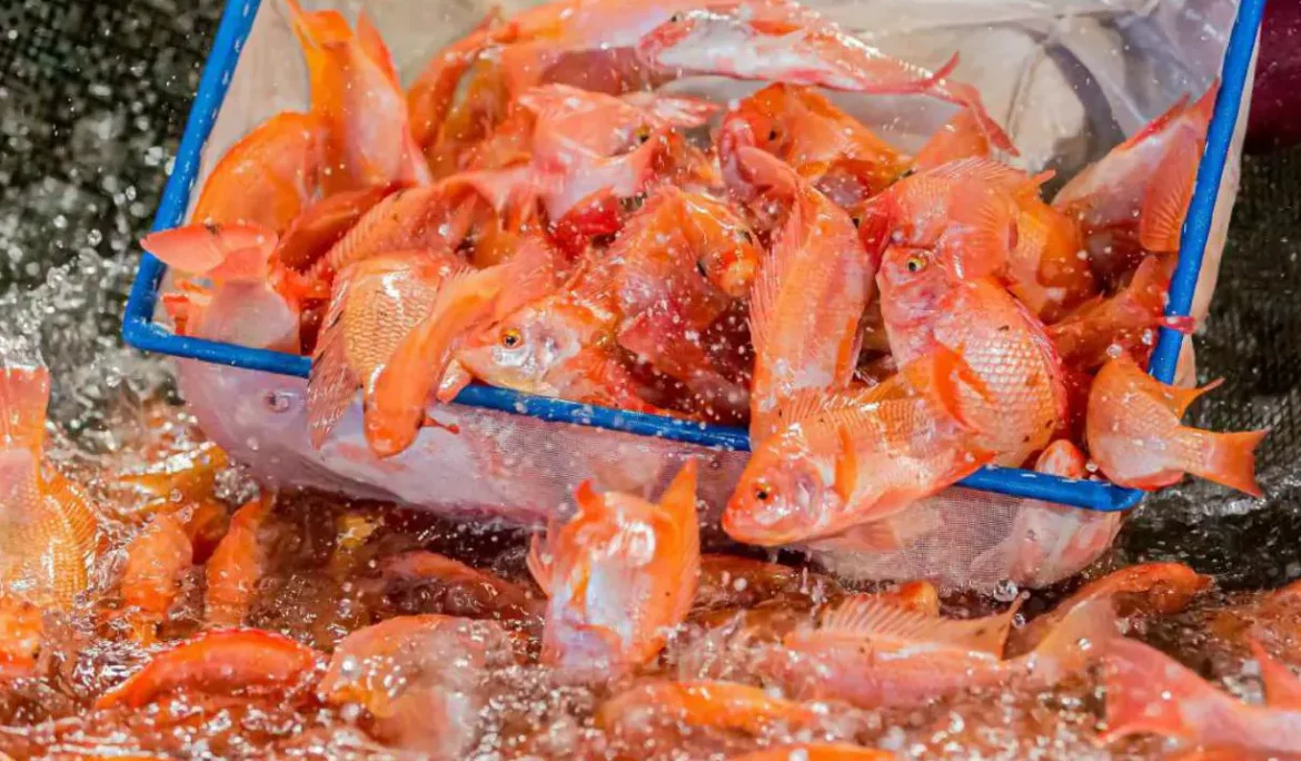 تیلاپیا همچنان در مسیر تبدیل شدن به یکی از مهم‌ترین گونه‌های آبزی‌پروری در قرن ۲۱ قرار دارد