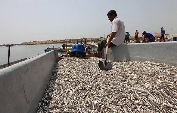 فشار بر ذخایر با افزایش صید غیرمجاز