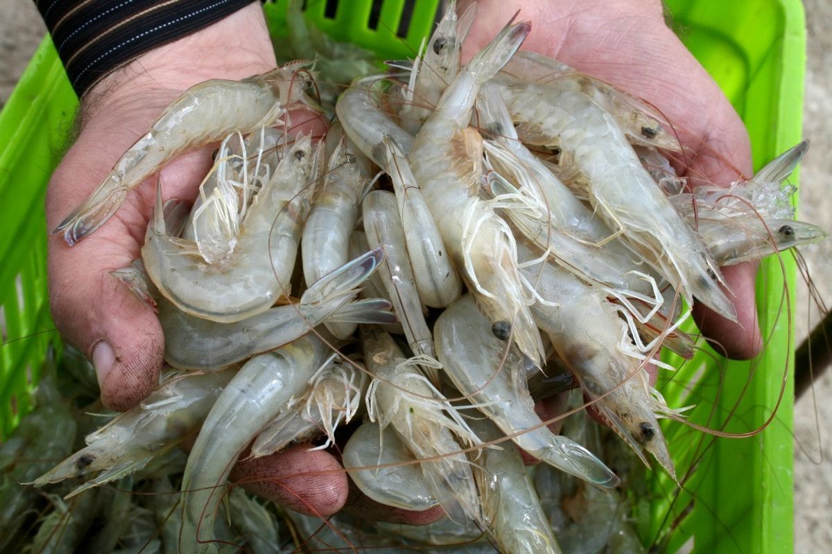 مجموع میگوی پرورشی امسال به ۵۰ هزار و ۳۶ تن رسید