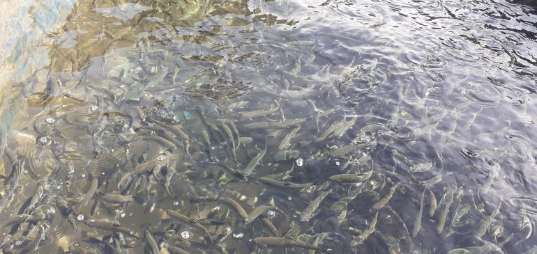 موفقيت خراسان رضوي در توليد انبوه قزل‌آلاي تمام ماده