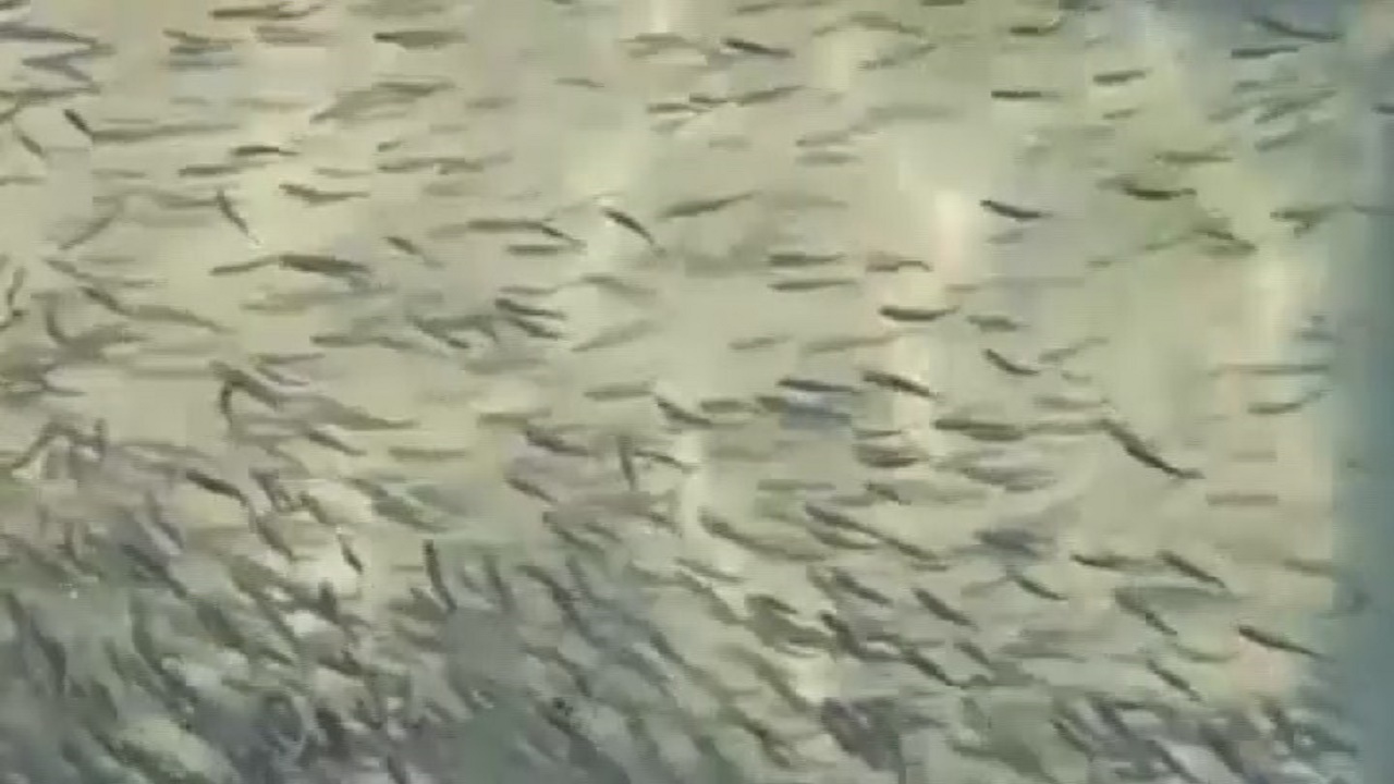 توليد ۱۶۰ ميليون قطعه بچه‌ماهي در لرستان