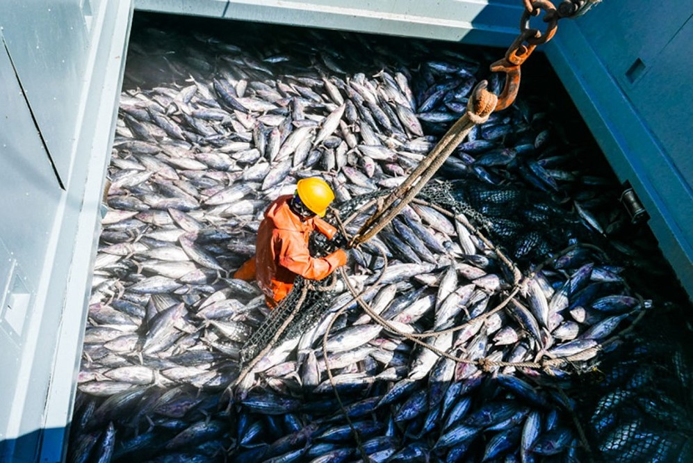 افزایش سهم ایران از صید تون‌ماهیان اقیانوس هند